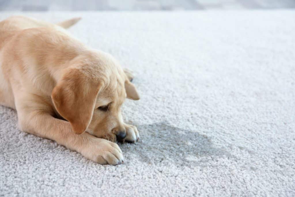 best-carpet-stain-remover-london