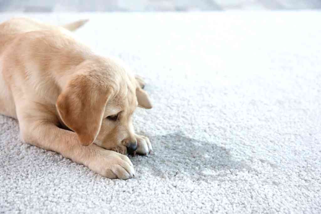best-carpet-stain-remover-london