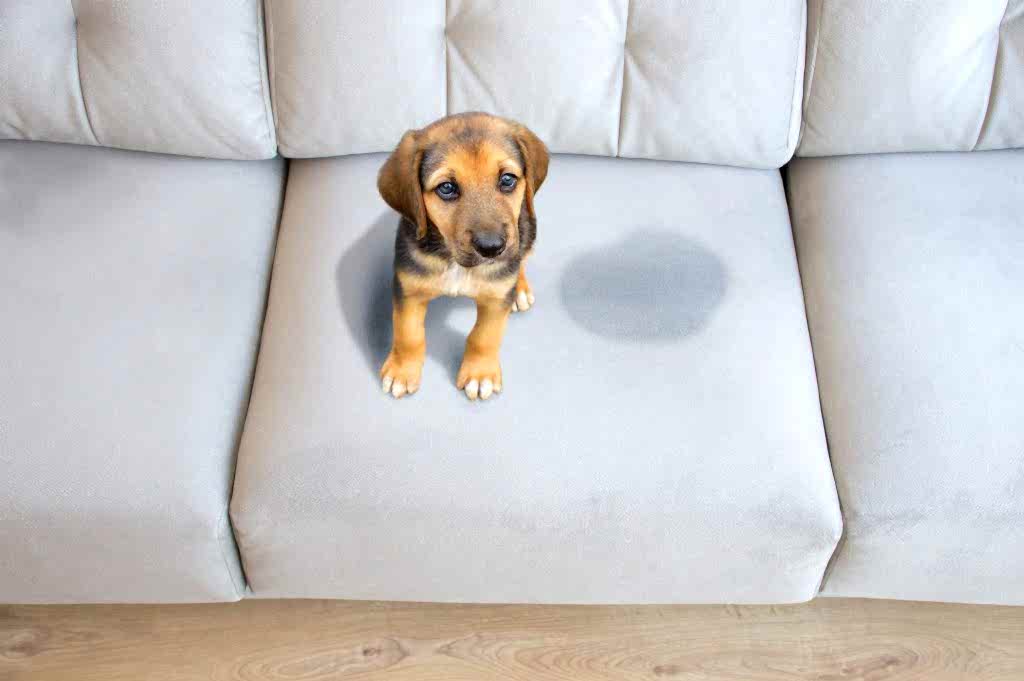 best-upholstery-cleaning-london